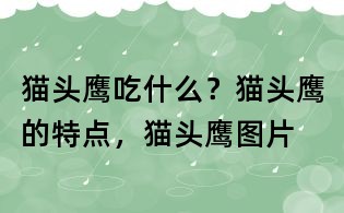 貓頭鷹吃什么？貓頭鷹的特點，貓頭鷹圖片