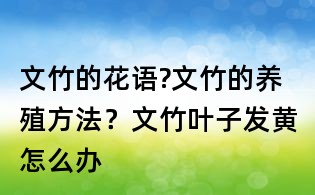 文竹的花語?文竹的養殖方法？文竹葉子發黃怎么辦