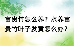 富貴竹怎么養？水養富貴竹葉子發黃怎么辦？