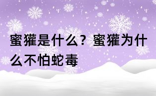 蜜獾是什么?蜜獾為什么不怕蛇毒