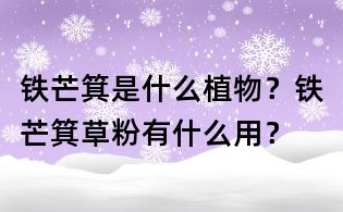 鐵芒箕是什么植物？鐵芒箕草粉有什么用？