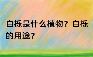白櫟是什么植物？白櫟的用途？
