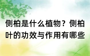 側柏是什么植物？側柏葉的功效與作用有哪些