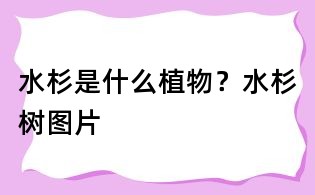 水杉是什么植物？水杉樹圖片