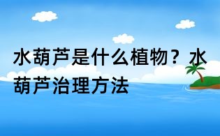 水葫蘆是什么植物?水葫蘆治理方法